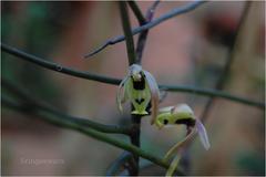 Luisia birchea